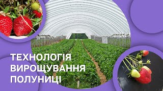 Технологія вирощування полуниці| Академія Ягідництва