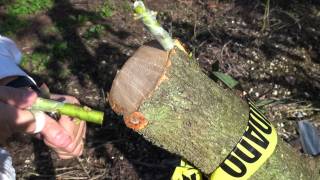 Top working Avocado - Changing canopy -  Bark Grafting Avocado - Injerto de corteza aguacate