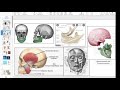 12 4 21 zoom class inter relationships and self regulation jaw neck ribcage and breathing