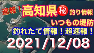 【高知県㊙️釣り情報】いつもの堤防！打率急上昇中！（笑）