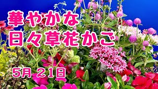 華やか！ #日日草　花かご寄せ植え　#プランツギャザリング　#オゼジュン劇場　 2024年5月21日