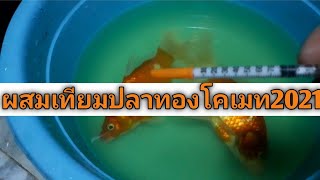 ปี4 EP.120 ผสมเทียมรีดไข่ปลาทองโคเมท 2021