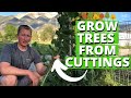 How To Grow Trees From Cuttings