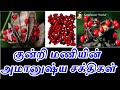 குன்றி மணியின் அமானுஷ்ய சக்திகள் sattaimuni nathar