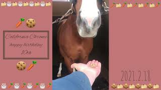 カリフォルニアクローム10歳のお誕生日【CaliforniaChrome】