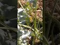 companion planting grow broccoli with onions