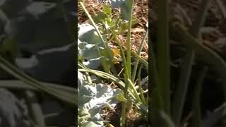 COMPANION PLANTING - grow broccoli with onions