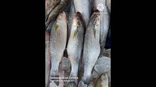 Andhra vary tasty koyyinga fish