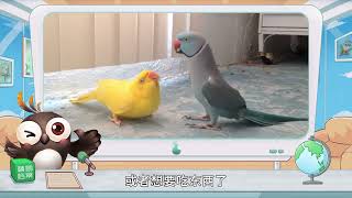 你了解鹦鹉吗？你了解它们每一个动作代表的含义吗？#鹦鹉🦜 #鹦鹉鹦鹉萌萌哒逗鹦鹉 #小动物们能有多治愈 #萌宠 #萌宠出道计划