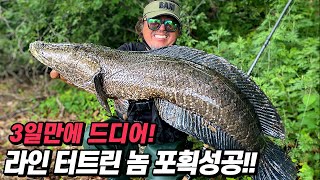 eng) 합사를 터트린 대물! 3일간의 삼고초려 끝에 포획성공!! Korea SnakeHead