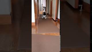 一番短いペキニーズ動画　翼君🐾全力疾走💨