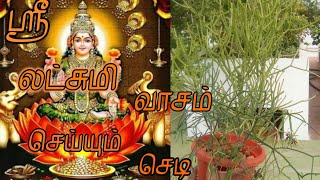 ஶ்ரீ லட்சுமி வாசம் செய்யும் செடி/Terrace Garden