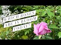 Which Roses Are in Bloom Today ? English Rose Garden Tour | David Austin Roses & more