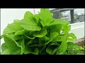 best potting mix for leafy vegetables l ఆకుకూరలు బాగా రావడానికి ఈ విధంగా మట్టిని కలపండి