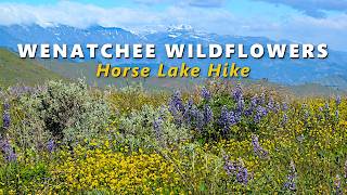 Wenatchee Wildflowers (Horse Lake Hike)