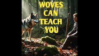 What Wolves Can Teach You About Becoming a High Value Man
