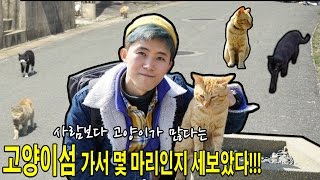 사람보다 고양이가 많다는 고양이섬 가서 몇 마리인지 세보았다! - 허팝 (Cat's Island)