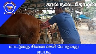 மாட்டிற்கு சினை ஊசி போடுவது எப்படி ? | கால்நடை தோழன் | உங்கள் செ.மகேஷ்