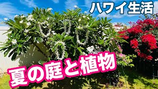 【ハワイ生活】夏の庭と植物