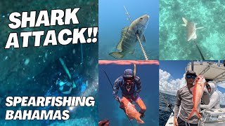 SHARK ATTACKS US!! SPEARFISHING BLUE HOLES FOR GROUPER AND CUBERA IN ANDROS BAHAMAS