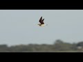 Svartvingad vadarsvala | Black-winged Pratincole | Glareola nordmanni – 2024-07-27