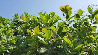 អំពីរដំណាំចន្ទីរ(Cashew Nut in Cambodia)៖ ចន្ទីរចេញផ្កាច្រើននៅពាក់កណ្តាលខែ11 ករណីថែរទាំពាក់កណ្តាលខែ9