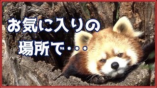 サラちゃん in 切り株 レッサーパンダ 茶臼山動物園 Red panda Sara in stump Nagano Chausuyama Zoo