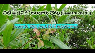 చిట్టి అడవిలో బండారు చెట్టు (Bandaaru chettu)బండారు  చెట్టు వలన కలిగే ఉపయోగాలు