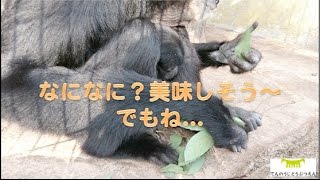 【天王寺動物園】なになに？美味しそう〜でもね…