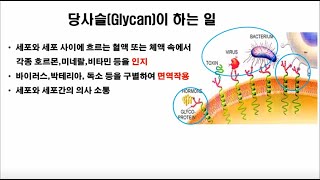 의사가 말하는 글리코영양소