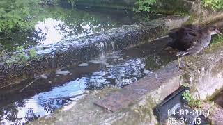 First brood moorhen chick