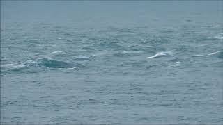 Bottle-nosed Dolphins off Portland Bill, Dorset, on 1st April 2018