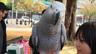 2017/12/31 中央公園鳥聚花絮