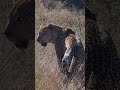 leopard marking his territory leopard wildlife safari krugernationalpark shorts travel short