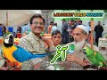 Lalukhet Exotic Parrots and Rare Birds Market Karachi 11-8-2024 Latest Update in Urdu | سوق الطيور