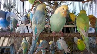 🌈 Rare Budgie Colors 🐦 Are These Birds the Crown Jewels of Nature 💎