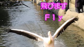 モモイロペリカン　ペリカンフライト  Pelican flight　Great White Pelican