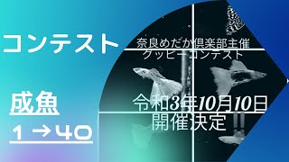 出品魚紹介成魚No.1〜40〜奈良メダカ倶楽部主催コンテスト〜