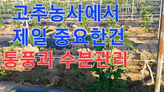 고추농사에서 제일 중요한건 뭐니뭐니해도 수분과 통풍입니다.