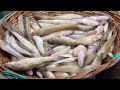 দেশি ফ্রেশ মাছ 😱 fresh river fish dn eyes fishing video fish market big fish natural fish