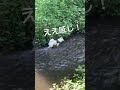 柴犬はじめての川遊び🩱野川公園