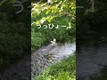 柴犬はじめての川遊び🩱野川公園