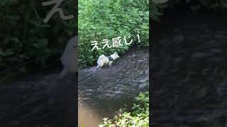 柴犬はじめての川遊び🩱野川公園