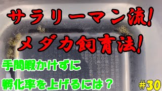 手間暇かけずに孵化率をあげるには？【サラリーマン流！めだか飼育】＃３０ ~美心めだか~