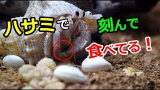 オカヤドカリ！水槽のフチから登る？ハサミを上手に使って餌を食べる！