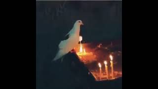 Last Orthodox Pascha, a Dove Bird flew inside the Holy Sepulchre during the Holy Fire Celebration