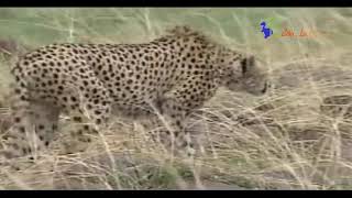 チーターの同士討ちか？（後編）　Wild Animals in Africa／[The second part]  Cheetah attack cheetah・・・？