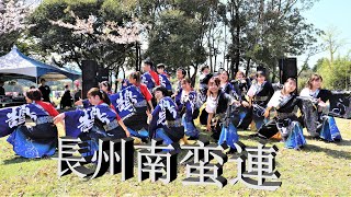 長州南蛮連 さん　2023　川棚菜の花よさこい祭り