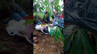 Alhamdulillah panen #petani #sawah #fyp #fypyoutube #fypviral