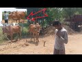 daily vlog ✨ village vlogs 🕊️ Hyderabadi india